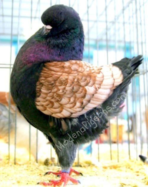 Modena pigeon Modena Pigeons For Sale Pigeons For Sale