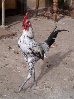 Modern Game fowl Modern Game For Sale Chickens Breed Information Omlet