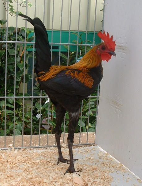 Modern Game fowl Modern Game Chickens Breed Information Omlet US Backyard