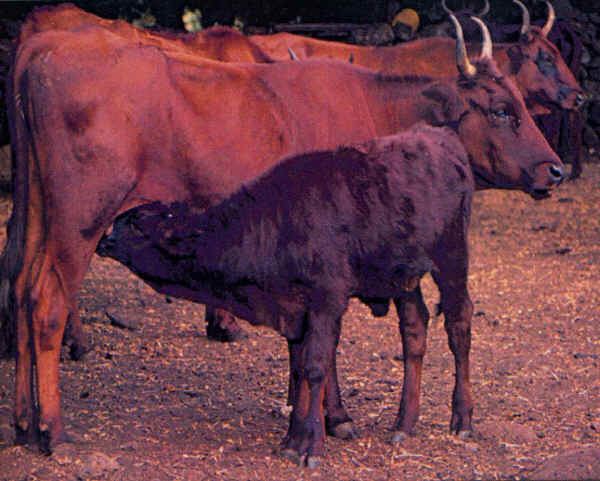Modicana Italian breeds of cattle SardoModicana