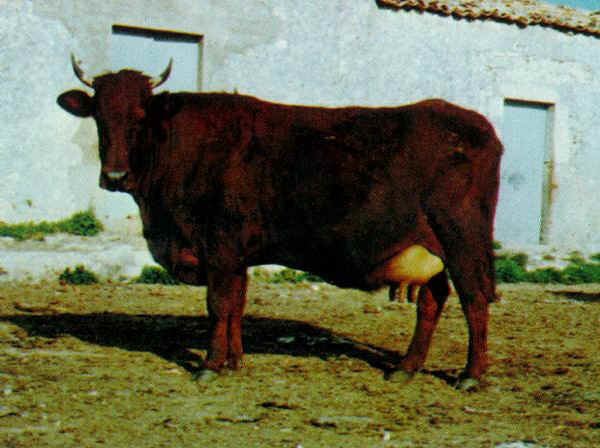Modicana Italian breeds of cattle Modicana