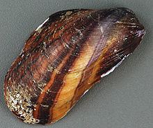 Modiolus americanus httpsuploadwikimediaorgwikipediacommonsthu