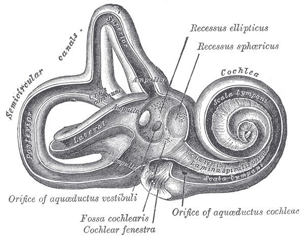 Modiolus (cochlea)