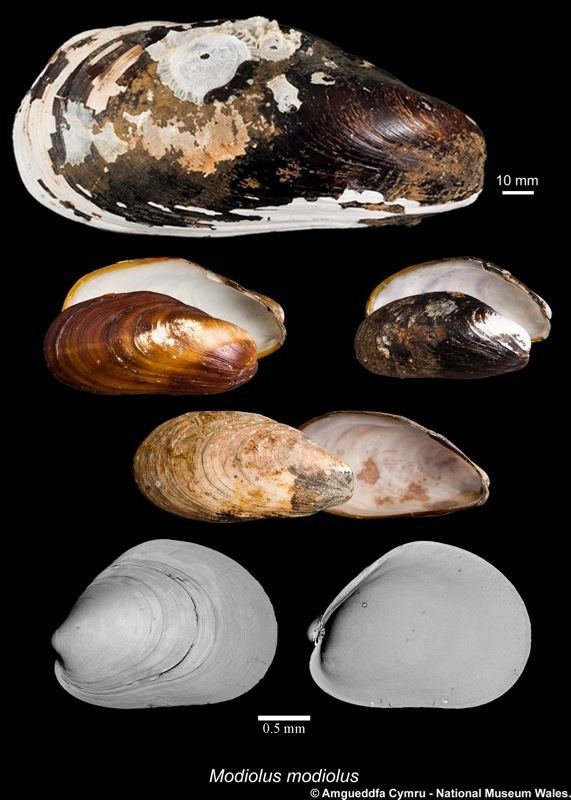 Modiolus modiolus Modiolus modiolus Linnaeus 1758 Marine Bivalve Shells of the
