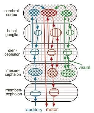 Modularity of mind The evolution and evolvability of modularity in the brain The