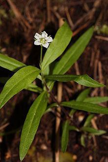 Moehringia macrophylla httpsuploadwikimediaorgwikipediacommonsthu