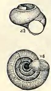 Moelleriopsis abyssicola