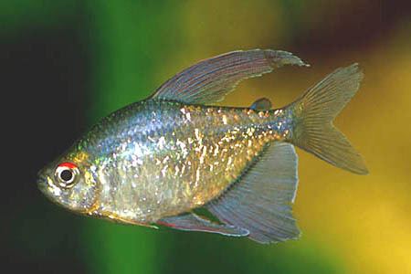 Moenkhausia Moenkhausia pittieri Diamond Tetra Seriously Fish