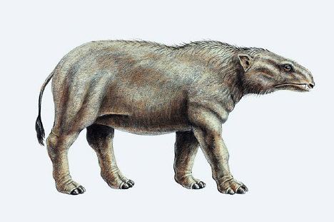 Moeritherium Moeritherium Facts information about the extinct prehistoric