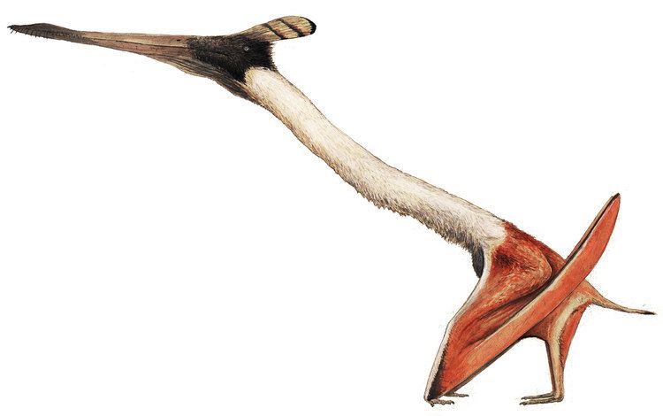 Moganopterus Art illustration pterosaurs Moganopterus is a genus of