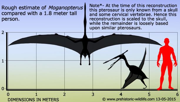 Moganopterus wwwprehistoricwildlifecomimagesspeciesmmoga