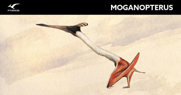 Moganopterus Moganopterus Pteros