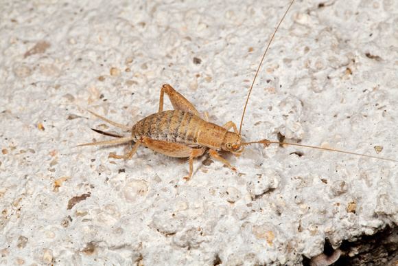 Mogoplistidae JE Berrian Photography Insects of Baja California Scaly Cricket