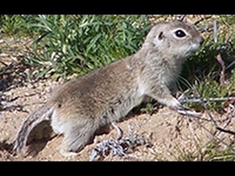 Mohave ground squirrel Mojave Ground Squirrel YouTube