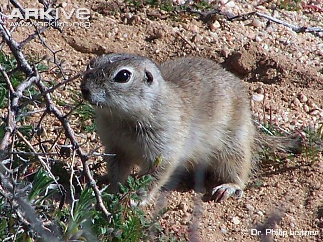 Mohave ground squirrel cdn1arkiveorgmedia1818C75236AC9A45609F621