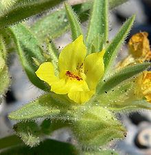 Mohavea breviflora httpsuploadwikimediaorgwikipediacommonsthu