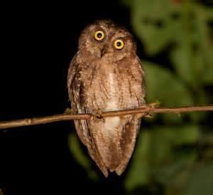 Moheli scops owl More on Otus moheliensis Moheli scops owl