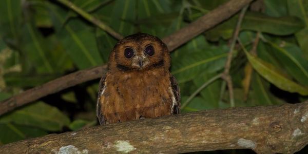 Moheli scops owl petition Give the Moheli Scops Owl a chance to survive