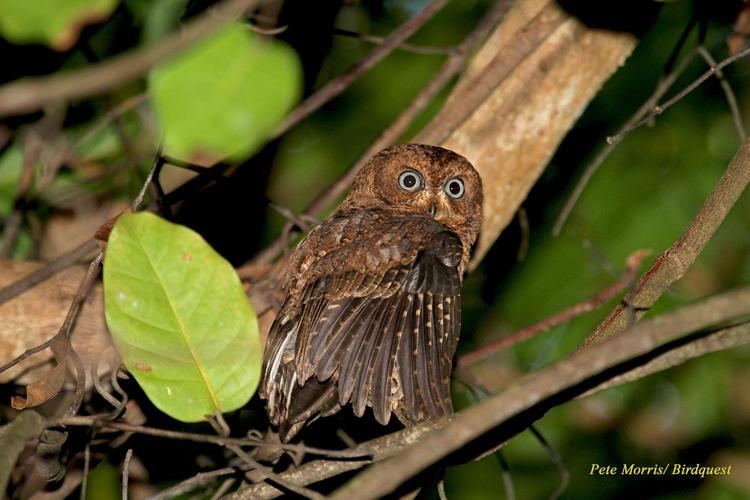 Moheli scops owl Moheli Scopsowl Otus moheliensis Bird perched the Internet Bird