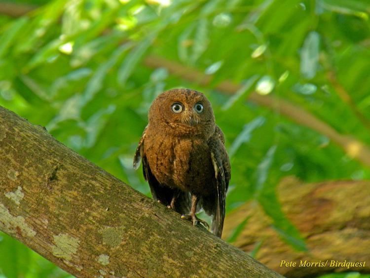 Moheli scops owl Moheli Scopsowl Otus moheliensis Bird perched the Internet