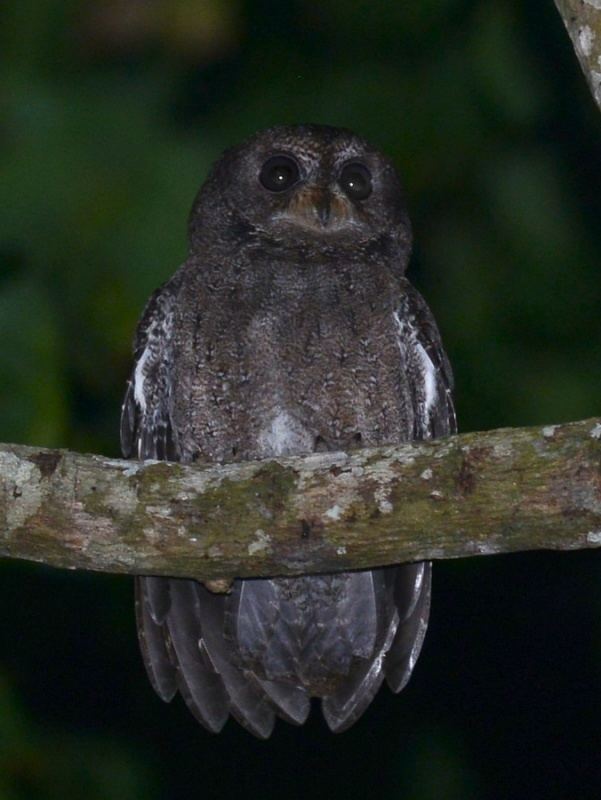 Moheli scops owl wwwowlpagescomowlsspeciesimagesmoheliscops