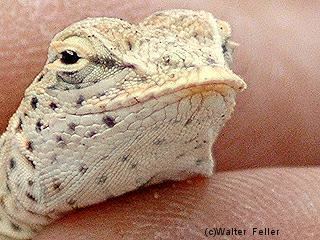 Mojave fringe-toed lizard Desert Wildlife Fringetoed Lizard Pictures