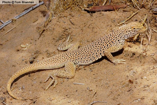 Mojave fringe-toed lizard Mohave Fringetoed Lizard Uma scoparia Reptiles of Arizona