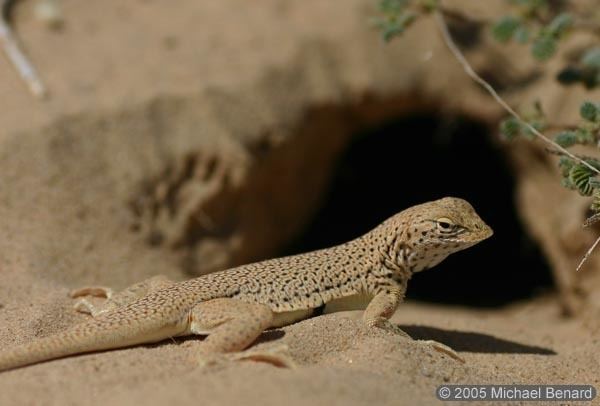 Mojave fringe-toed lizard Mojave Fringetoed lizard Uma scoparia