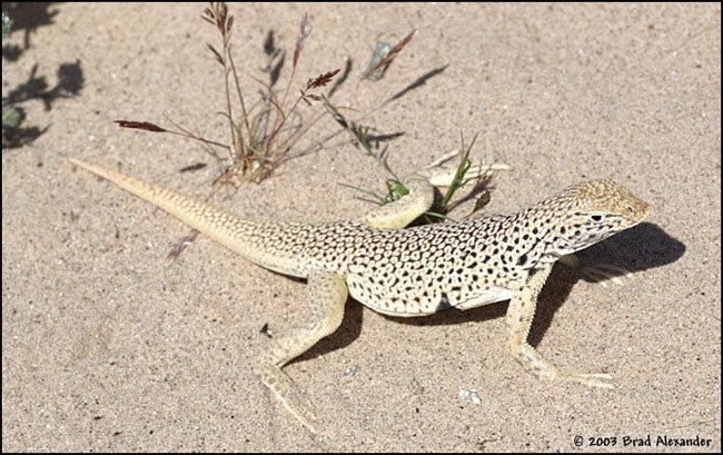 Mojave fringe-toed lizard Mohave Fringetoed Lizard Uma scoparia