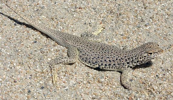 Mojave fringe-toed lizard Mojave fringetoed lizard