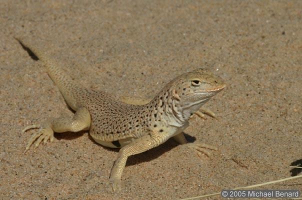 Mojave fringe-toed lizard Mojave Fringetoed lizard Uma scoparia