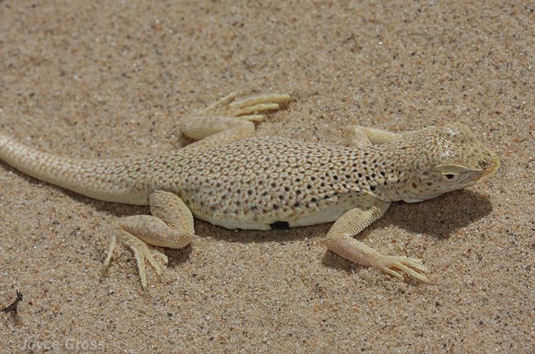 Mojave fringe-toed lizard deathvalleyjimcomwpcontentuploads2016072090