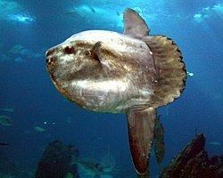 Mola (fish) httpsuploadwikimediaorgwikipediacommonsthu