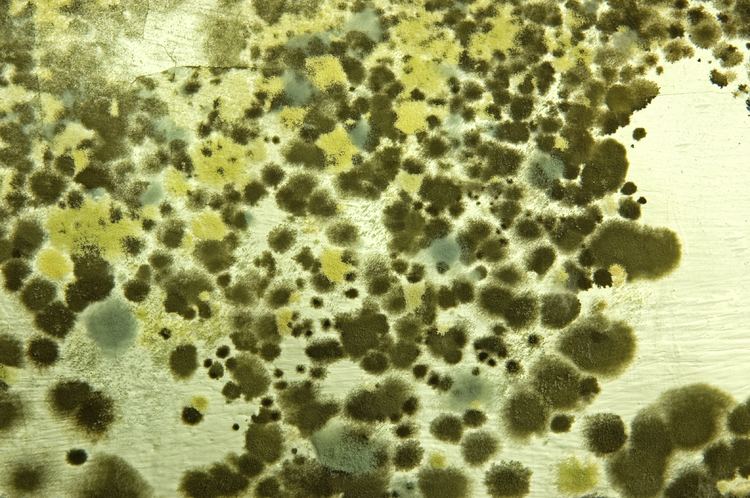 Mold Mold in Your Home Smells Signs and Symptoms Emergency