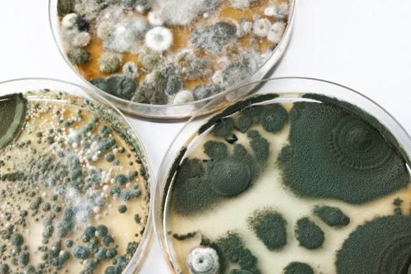 Mold Toxic Mold Exposure the Cause of Your Symptoms