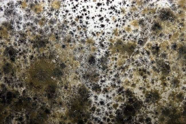 Mold How to Get Rid of Mold 6 Places Household Mold May Be Lurking