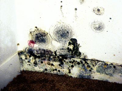 Mold Mold Remediation in Schools and Commercial Buildings Guide Mold