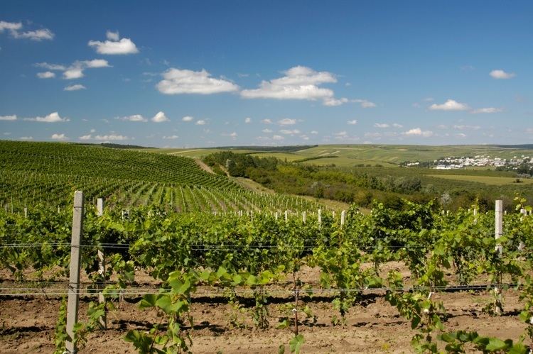 Moldovan wine Russia39s ban on Moldovan wine 39unfounded39 Decanter