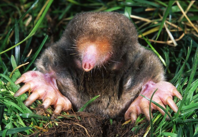 Mole (animal) httpsuploadwikimediaorgwikipediacommons33