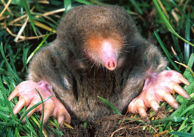 Mole (animal) About Moles
