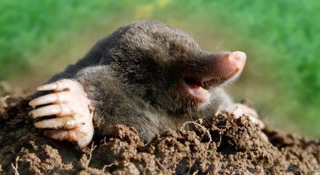 Mole (animal) Mole Animal Facts And Pictures