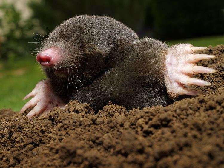 Mole (animal) Mole Animal Facts Pictures Diet Character Behavior