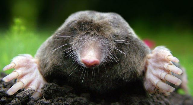 Mole (animal) Mole Animal Facts And Pictures