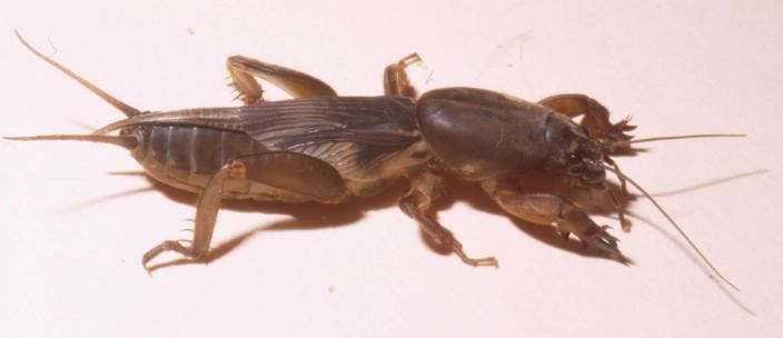 Mole cricket Mole Crickets Western Australian Museum