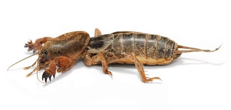 Mole cricket httpsuploadwikimediaorgwikipediacommons99