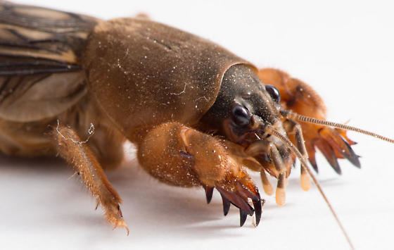 Mole cricket Neocurtilla hexadactyla Northern Mole Cricket Neocurtilla