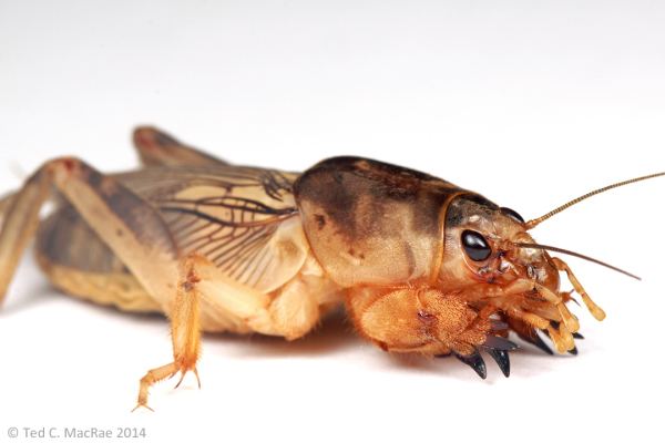 Mole cricket Who likes mole crickets Beetles In The Bush