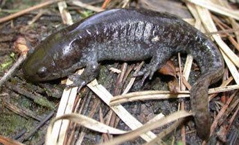 Mole salamander Species Profile Mole Salamander Ambystoma talpoideum SREL