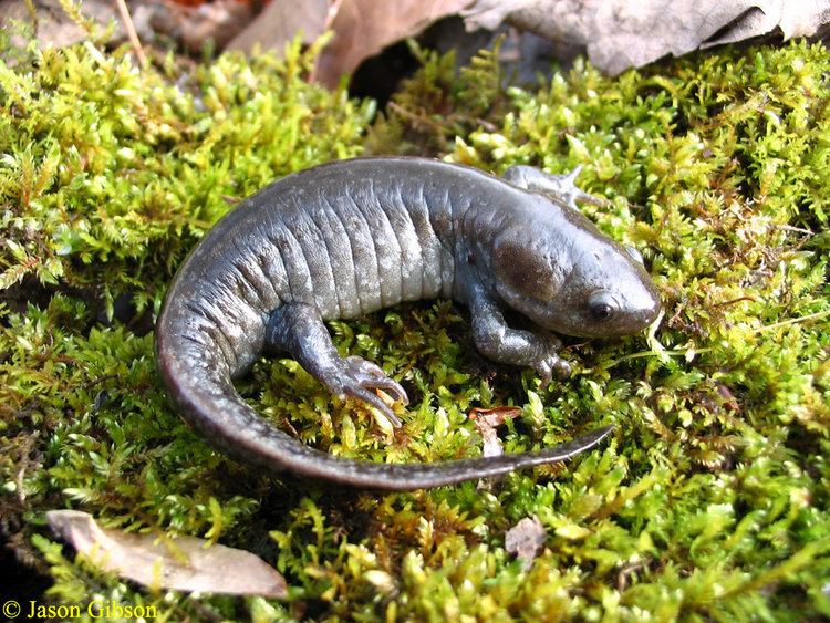 Mole salamander Mole Salamander