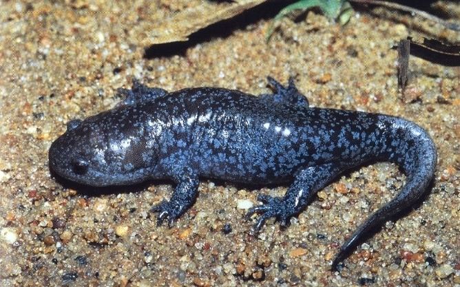 Mole salamander Mole salamander